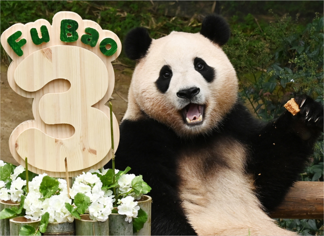 Beloved Panda in S. Korea May Soon See Homeland