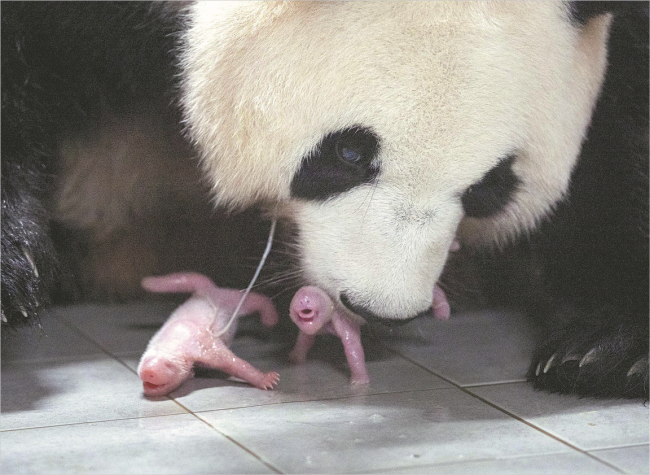 Giant Panda Gives Birth to Twin Female Cubs in South Korea