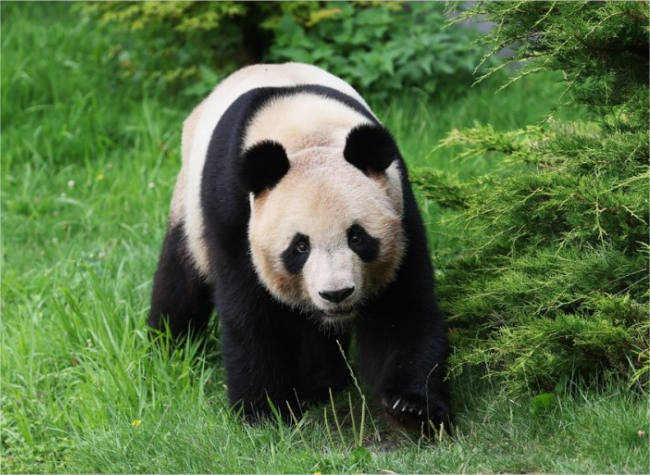 Panda-lovers Bid Farewell to Yuan Meng in France