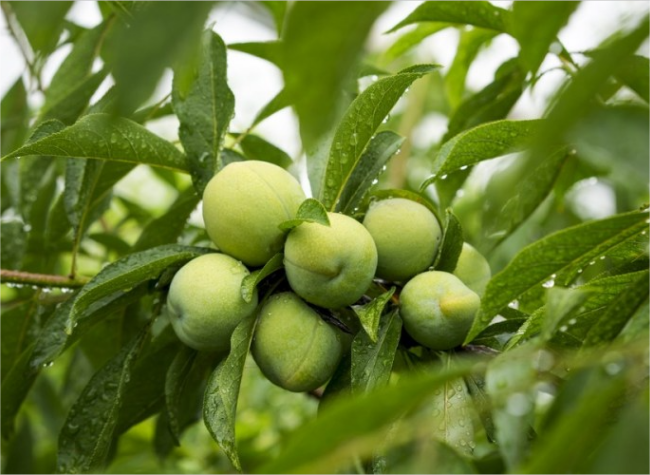 Chongqing Increases Supply of Crisp Plums Nationwide via Improvement of Logistics