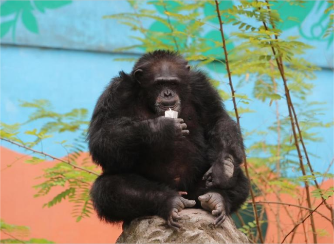 Devoted Zookeeper Behind a 'Chimpanzee Influencer' | Locals