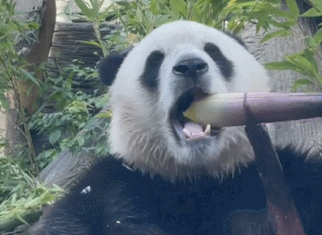 Unconventional Stress Relief Methods Take Root Among China's Youths