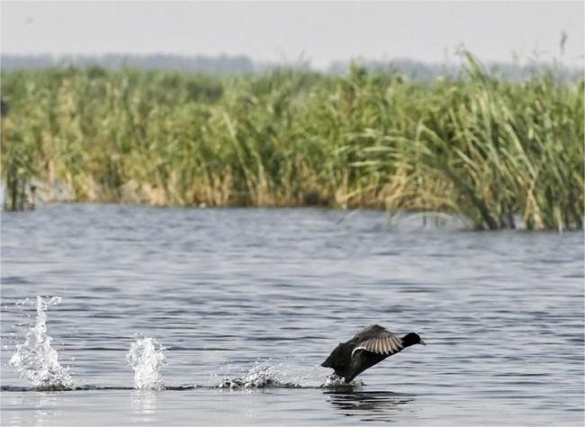 China in Process of Updating National Biodiversity Strategy, Action Plan