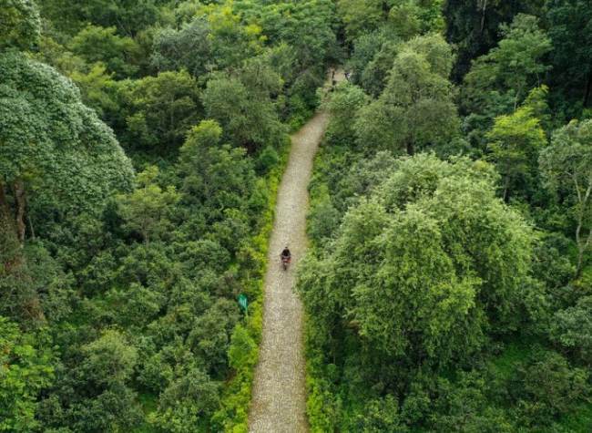 China Issues Reform Plan for Collective Forest Tenure System