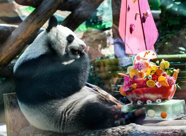 Gender of Russia's First-Ever Newborn Panda Cub Revealed