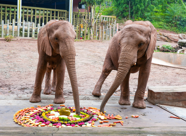Mooncakes for Elephants, Dolphins to Celebrate Mid-Autumn Festival