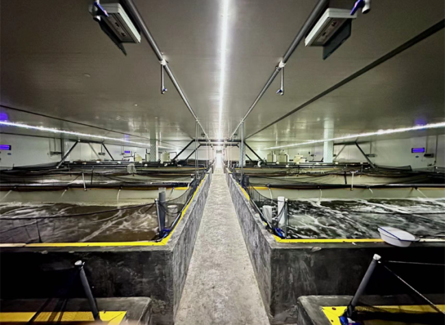 Chongqing Introduces Locally Bred Sea Shrimp to Market