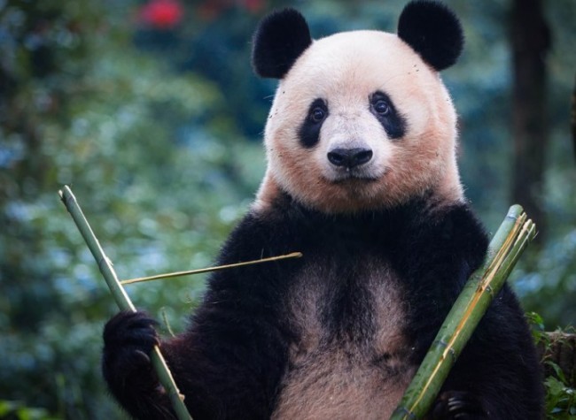 Returned Japan-Born Panda Xiang Xiang Meets Public in China