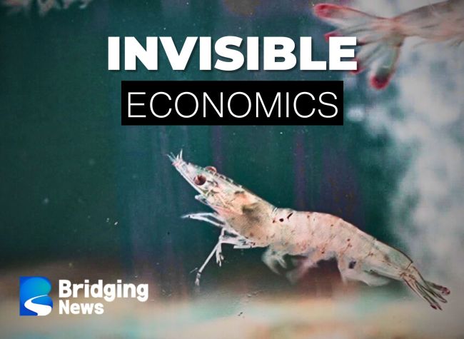 Sustainable Shrimp Farming: A Different Approach in Inland China | Invisible Economics
