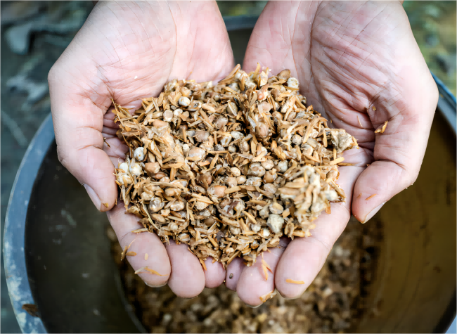 Reviving Rural Areas: New Morchella Development Sparks Transformation