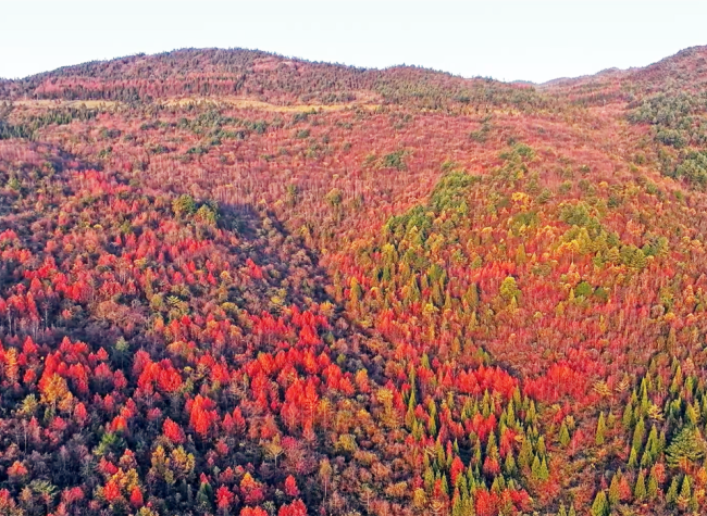 Enchanting Colors Blanket Xiannv Lake Town in Chongqing