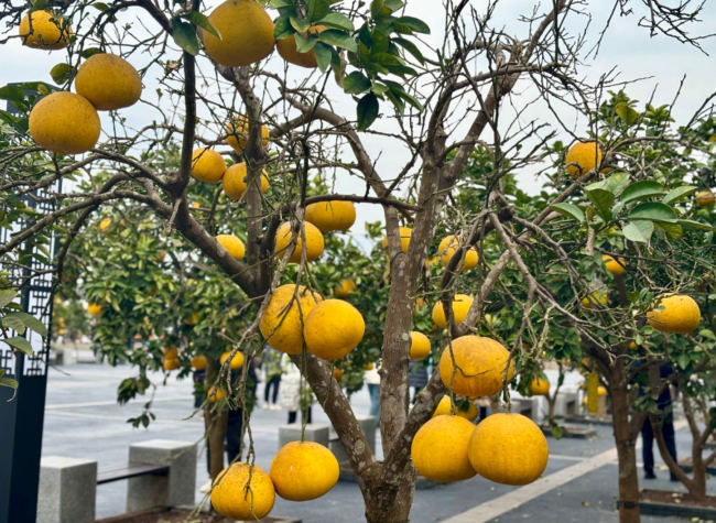 Advanced Eco-friendly Practices Boost Liangping Pomelo Quality