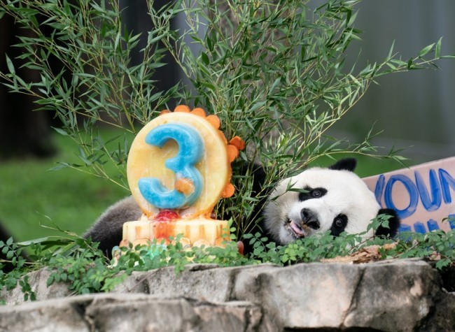 Returned U.S.-Born Giant Panda Meets Public in China