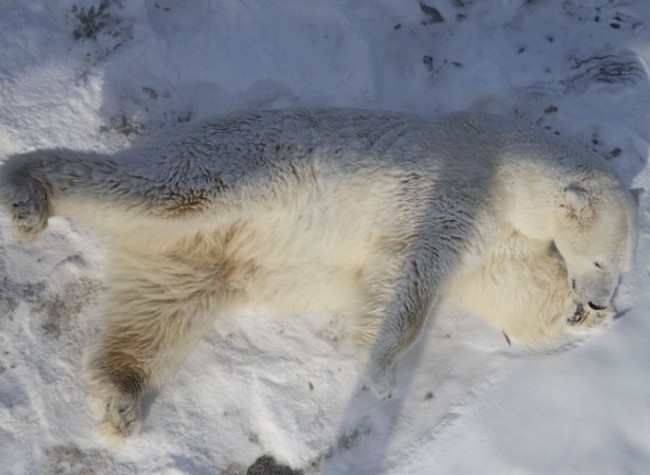 Chinese Scientists Develop Knittable Fiber Inspired by Polar Bear Fur