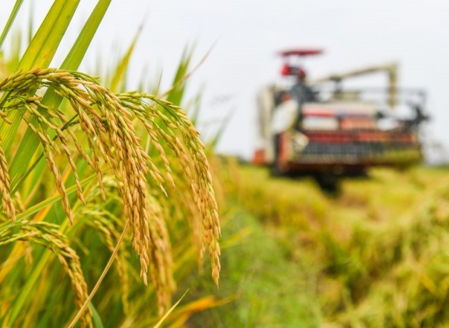Key Meeting Outlines China's Tasks for 2024 Rural Development