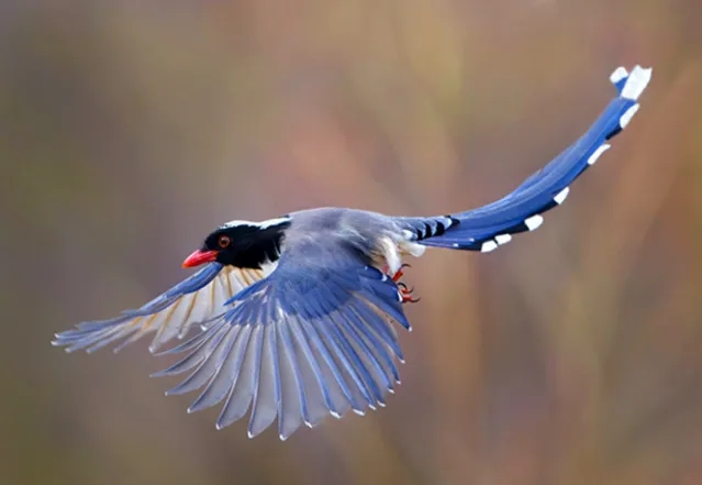 The Rebirth of a Bird: Chongqing Natural Museum Brings Bird Back to Life