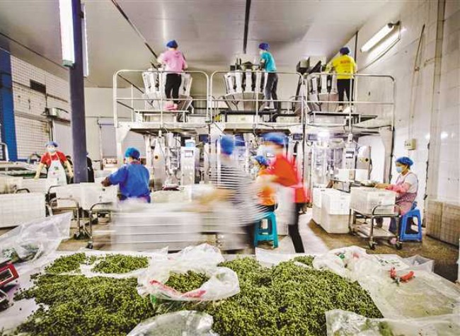 Jiangjin Green Sichuan Peppercorns Rock the World's Taste Buds with Numbing Flavors