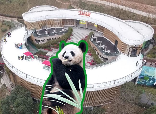Pandas in SW China's Chongqing Thrill Visitors with Dynamic Personalities at Public Debut