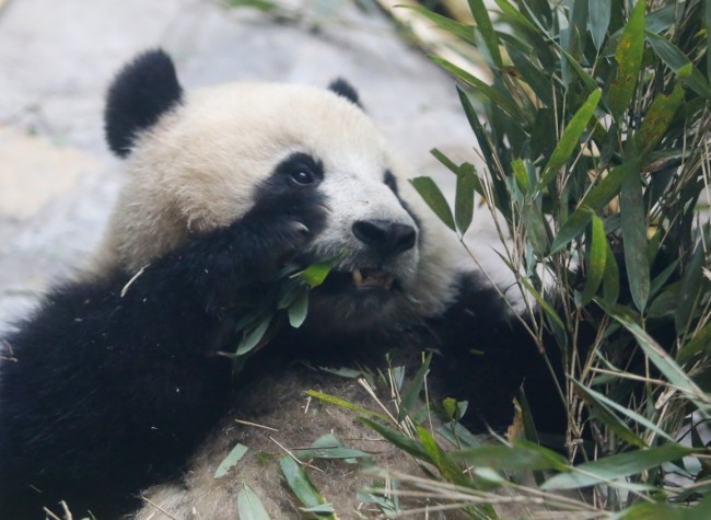 Chongqing's New Delights: Pandas Embrace Their Home in Yongchuan