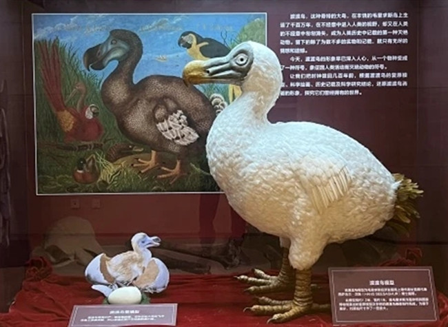 Reviving the Dodo: A Glimpse into Extinction at Chongqing Natural History Museum