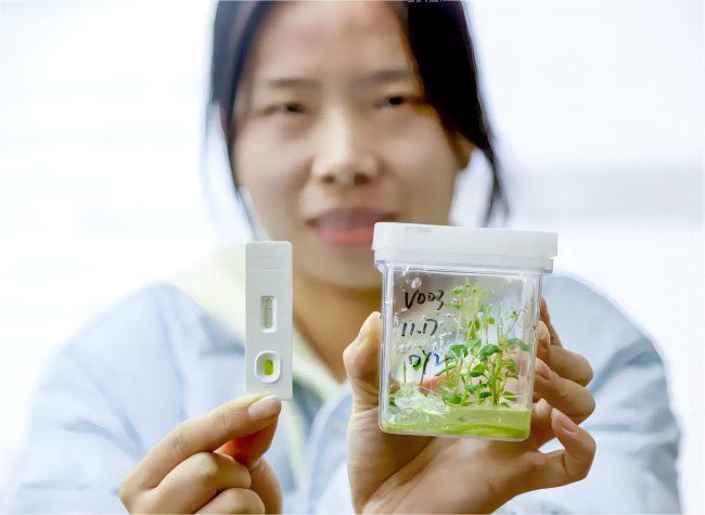 New Rapid Potato Virus Detection Kit Boosts Yield and Profits