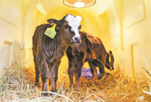 World's First Cloned Endangered Xizang Cattle Born in Chongqing