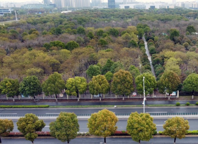Urban Green Space Positively Correlated with Schoolchildren's Visual Acuity: Study