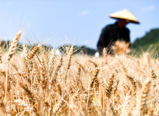 China's No. 1 Central Document for 2024 Charts Roadmap for Rural Revitalization