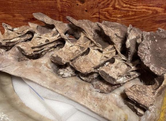 90-Mln-Year-Old Fossil Bones in China Belong to New Dinosaur Species: Paleontologists