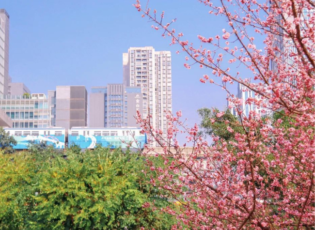 'Train to Spring' Arrives, Unleashing a Pink Blossom Wonderland