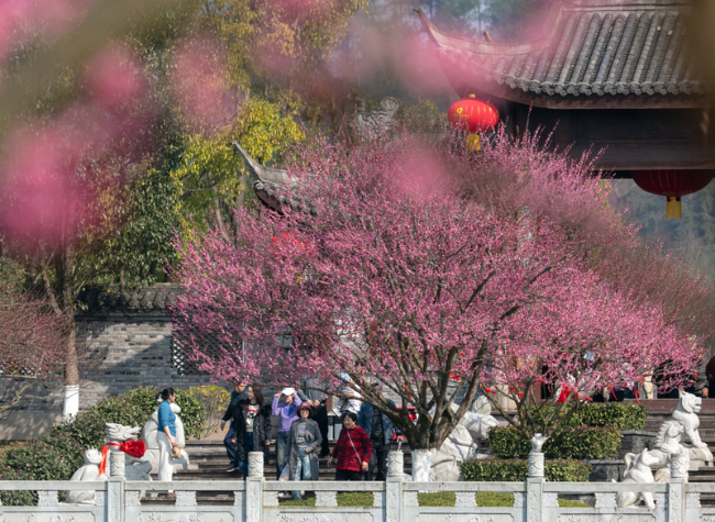 Early Spring Blooms: Chongqing Awash in Color and Sunshine