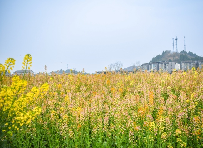 Capturing Blooming Spring at Rapeseed Flower Festival in Chongqing