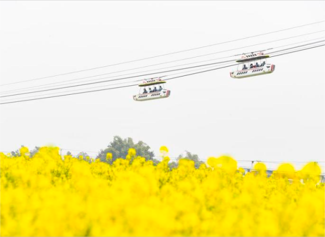 Oilseed Rape Plantations in Tongnan of SW China's Chongqing Boost Rural Development