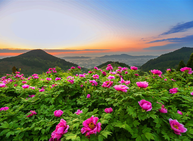 Peony Festival Unveils Spring's Splendor in Chongqing