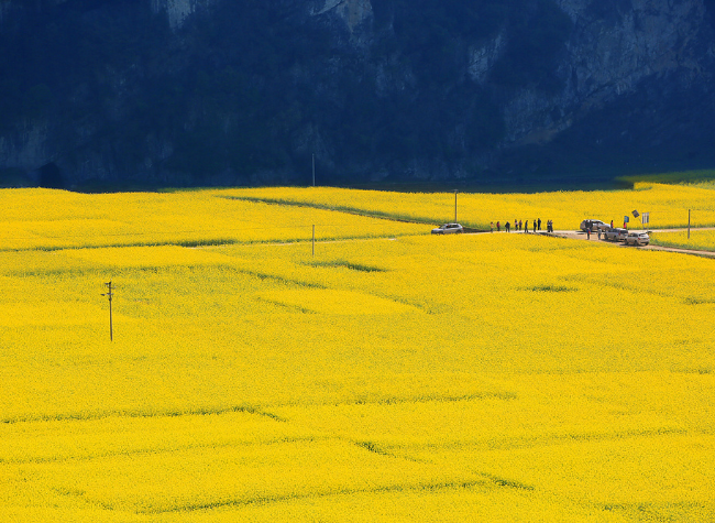 Golden Rapeseed Flowers Blossom in Chongqing's Fengdu