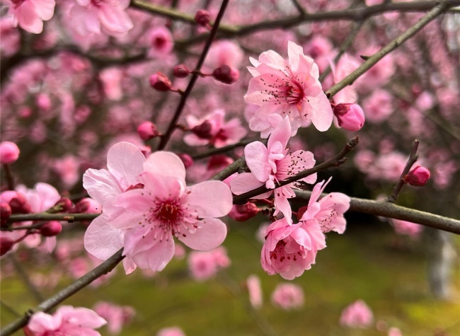 Spring's Blossom Boulevard: Tongnan Avenue's Meiren Splendor