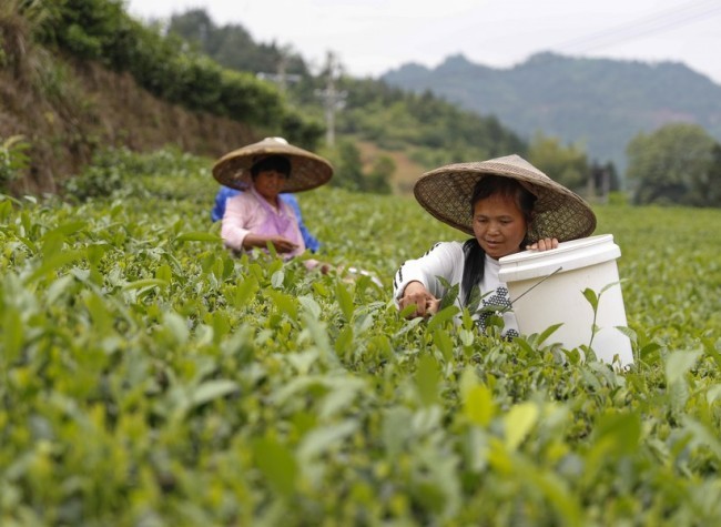 Modern Agriculture Industry