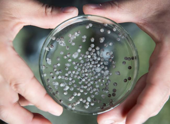 Yangtze Sturgeon Achieves First Artificial Ovulation in Chongqing