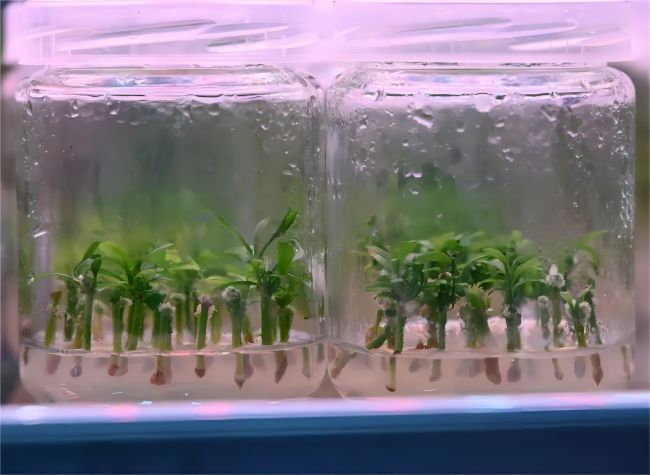 World's First 'Citrus Core 1' Enhances Citrus Breeding Efficiency