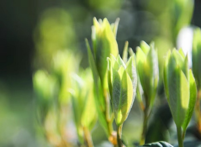 Chongqing Elevates Laoying Tea to Global Heights with Strategic Industry Development