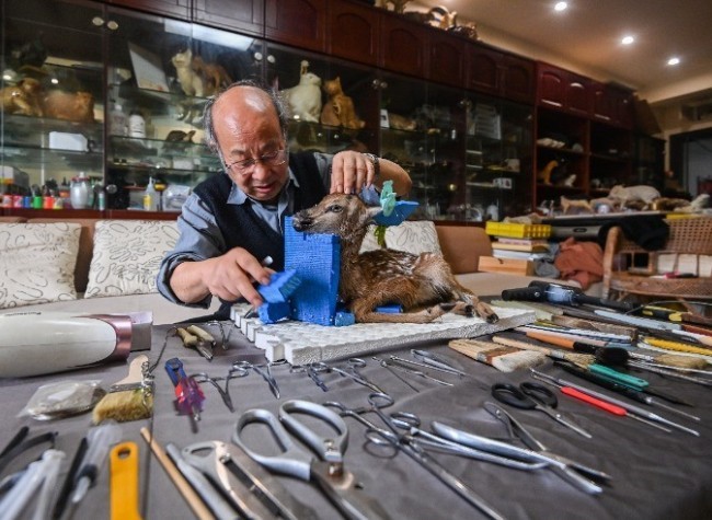 Chongqing Grandpa Revives over 6000 Species Through Specimen-Making | Pic Story