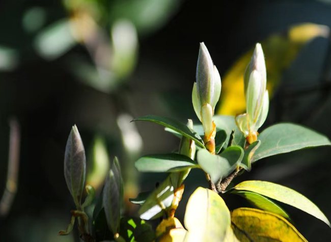 Chongqing's Laoying Tea Achieves Int'l Organic Certifications