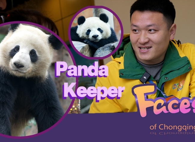 Zhang Lu's Panda Journey at LocaJoy | Faces of Chongqing