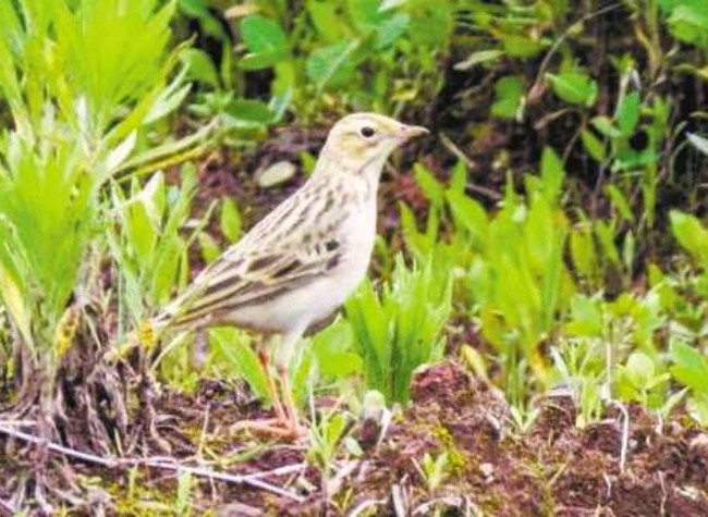 Chongqing's Avian Diversity Soars with New Discoveries