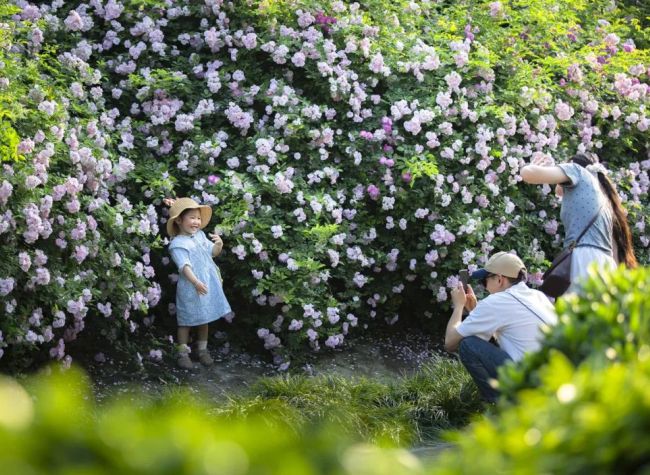 Exploring Blooming Spring Flowers of Tongnan, Chongqing During May Day Holiday