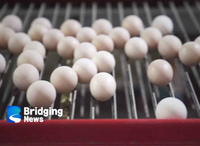 Tech Revolutionizes Egg Production: Enhancing Its Global Expansion, Value | Invisible Economics