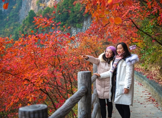 Latest Three Gorges Red Leaf Festival Set to Dazzle in Scenic and Cultural Feast