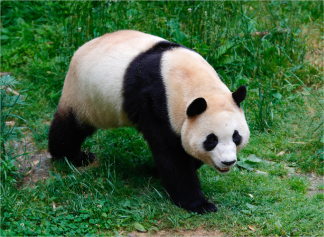 Popular Giant Panda Fu Bao to Meet Public in June After Return to China