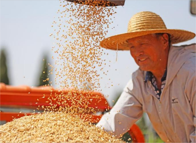 China Reaps Wheat Amid Efforts to Ensure Food Security