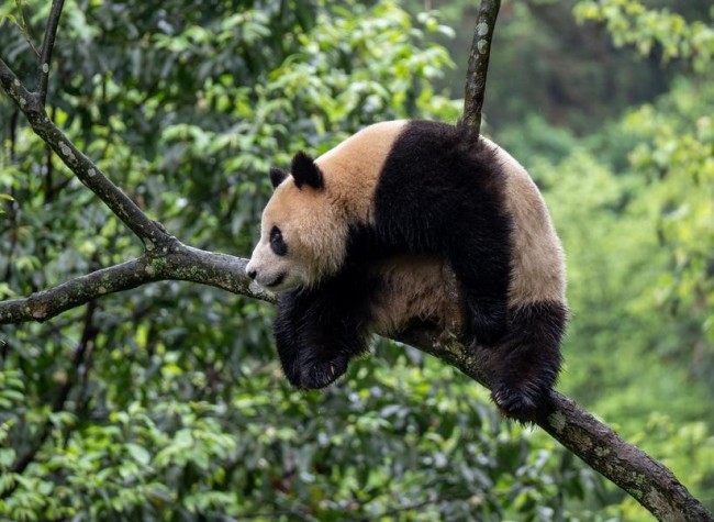 Two Chinese Giant Pandas Arrive in U.S., First Time in Two Decades